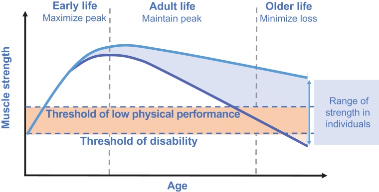 Muscle loss with aging